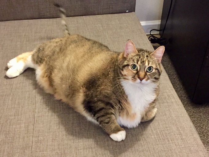 Cat What A Chonk Netizens Rejoice As Pound Cat Patches Adopted