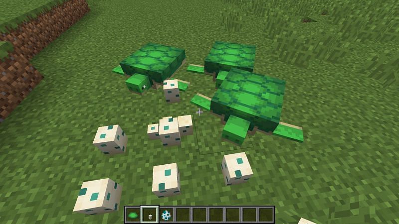 Turtles can be found in both beach and ocean biomes in Minecraft (Image via u/1Lucia, Reddit)