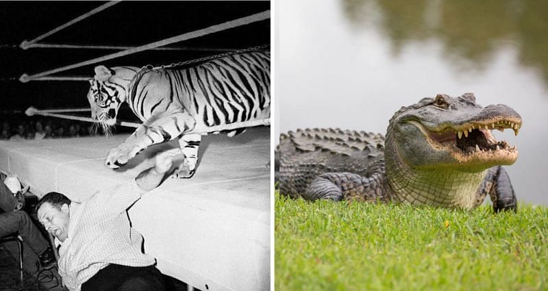 Wrestlers have faced tigers and alligators in the ring