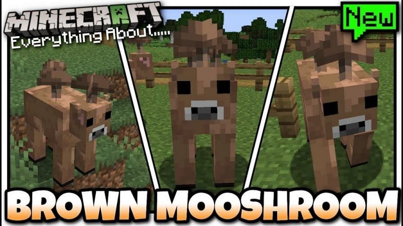 Minecrafts Rare Brown Mooshroom Cow All You Need To Know 8545