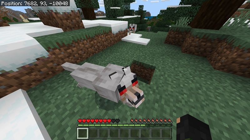 wolf-in-minecraft-spawning-behavior-taming