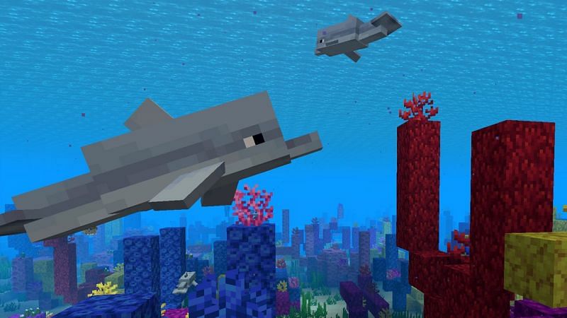 What do dolphins eat in Minecraft?