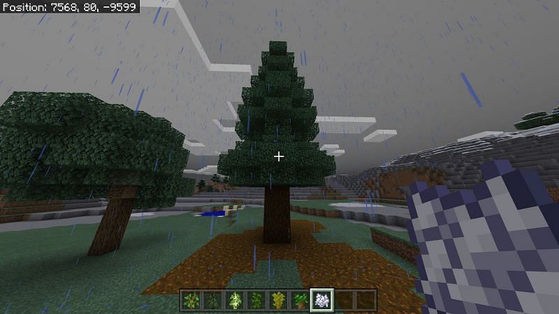 However, there is a variant of spruce tree that you can grow if you plant 4 saplings in a 2x2 space and there exists 14 spaces above the tree in a 6x6 column