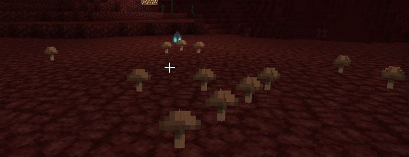 Growing Mushrooms In The Nether