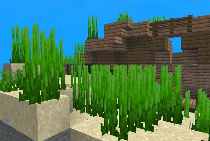 Top 5 uses of seagrass in Minecraft