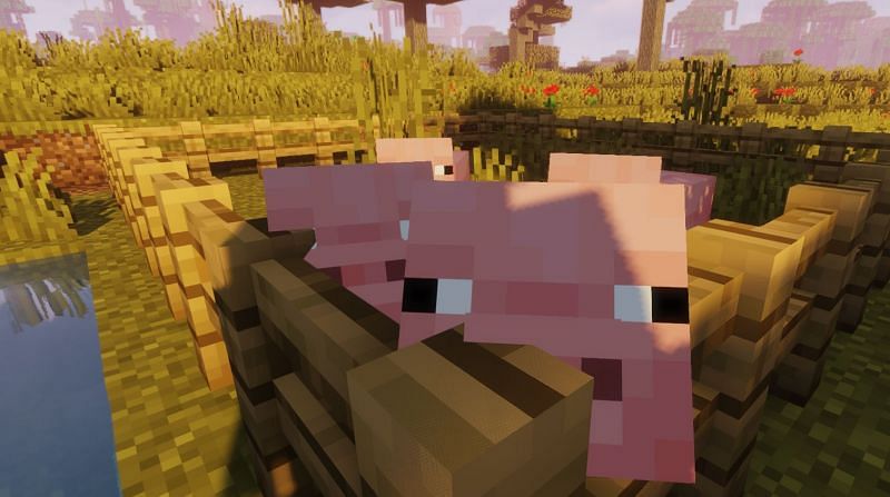 Piggy want Beetroot (Image via Minecaft)