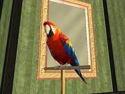 Tony was a talking parrot (Image via Grand Theft Wiki)