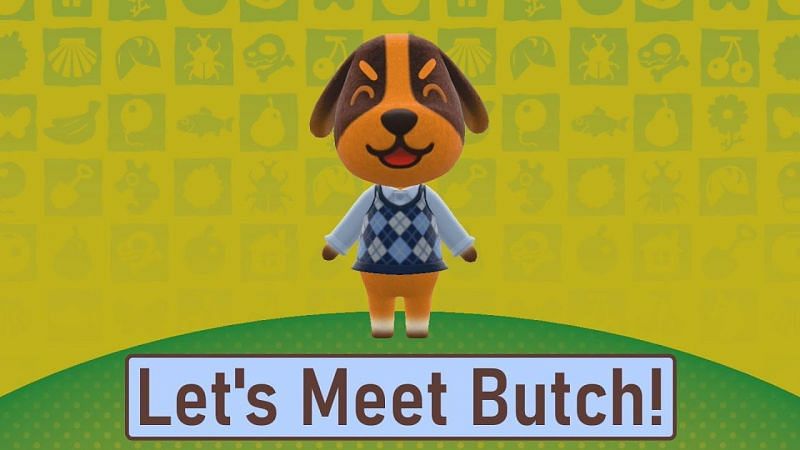 Everything you need to know about Butch in Animal Crossing: New Horizons (Image via Pen Jen Plays)