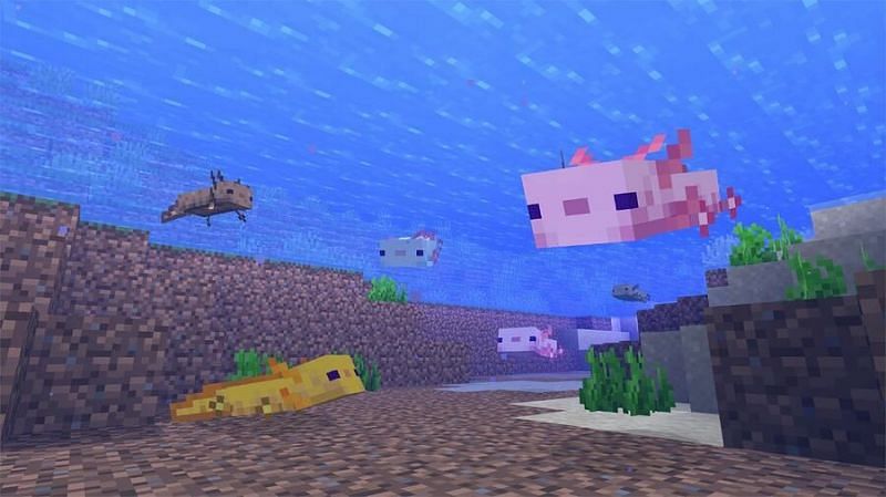 New axolotls added to Minecraft. Image via Nintendo Life
