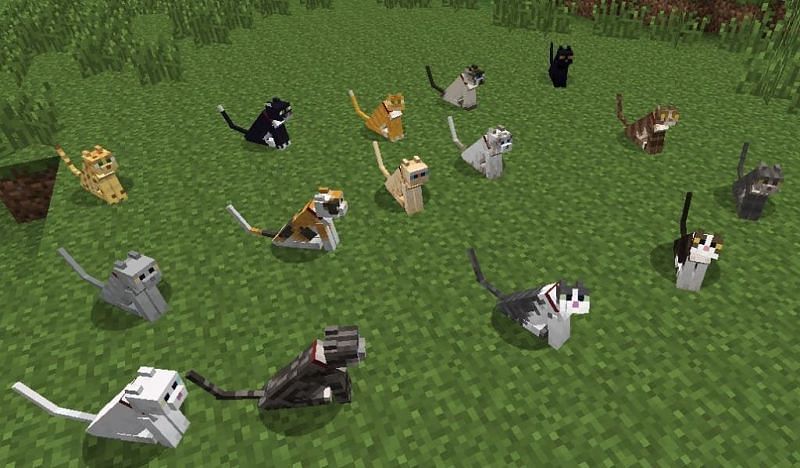 types of cats in minecraft