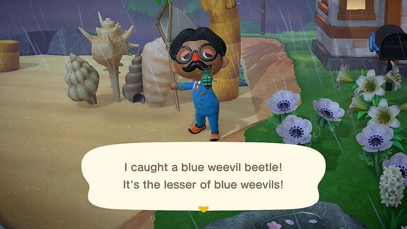 Blue weevil beetle. Image via Animal Crossing Sell Price Guide