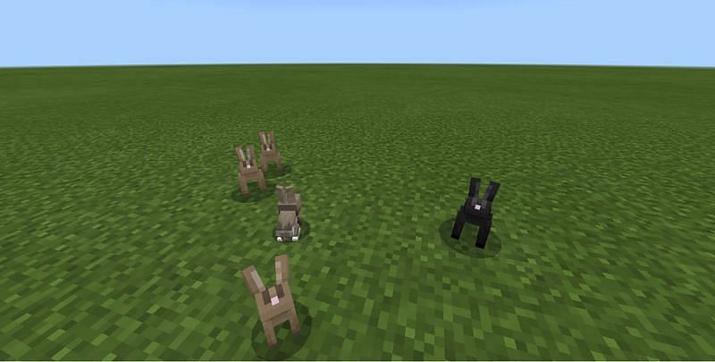 Top 5 dumbest animal mobs in Minecraft 1.17 version