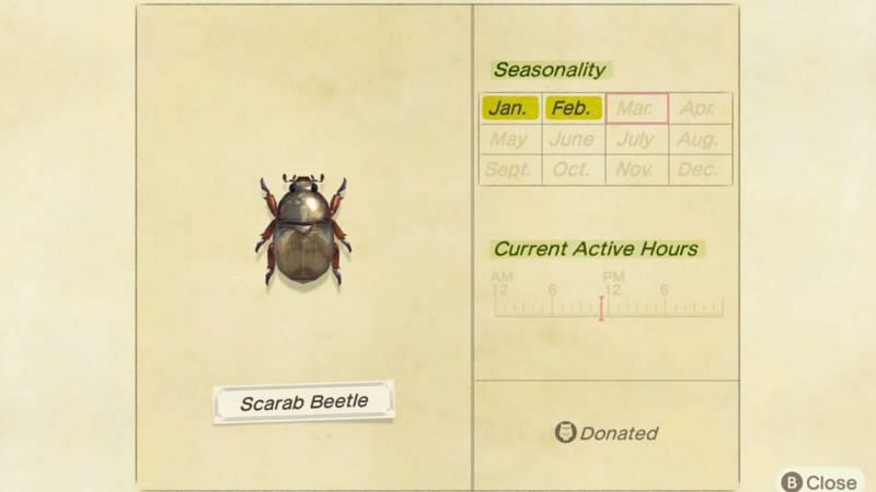 Scarab Beetles are extremely valuable bugs in Animal Crossing: New Horizons (Image via Animal Crossing Wiki)