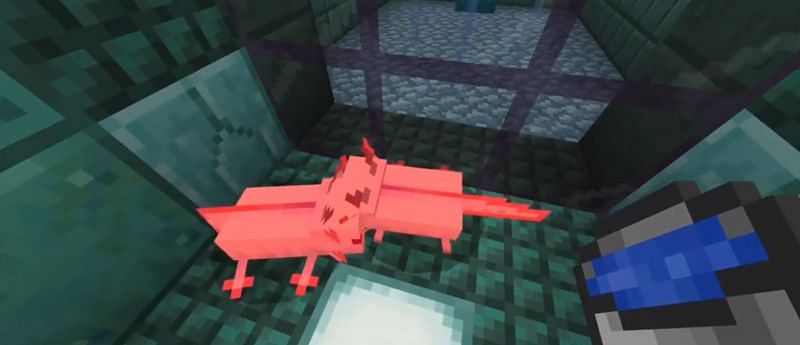 Minecraft Redditor discovers a way to make axolotls immortal in the ...