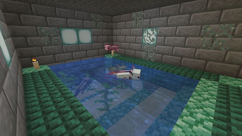 Axolotls in a pool (Image via Mojang)