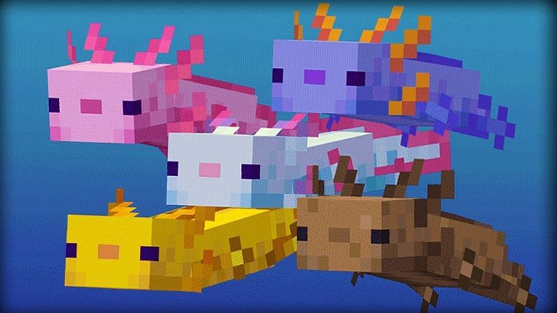 Axolotls can provide players Regeneration as well as removing their Mining Fatigue (Image via Mojang)