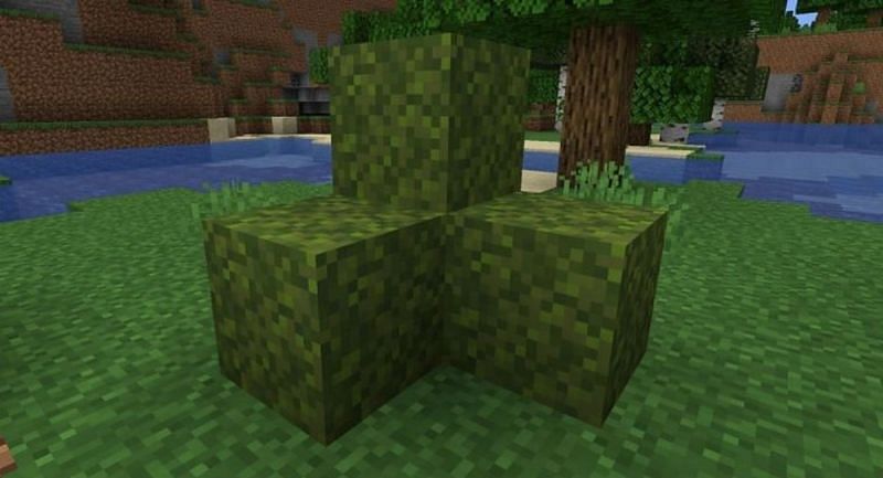 Moss blocks are typically found in lush cave biomes or with azalea trees. (Image via Mojang)