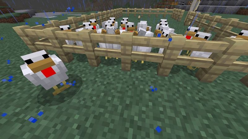 Top 5 things you probably didn't know about chickens in Minecraft