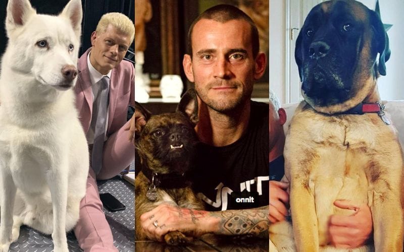 8 AEW stars who have adorable pets CM Punk singing to Larry, why fans