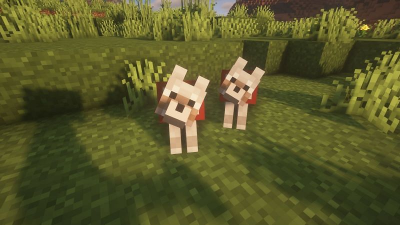 How to breed every animal in Minecraft (2021)
