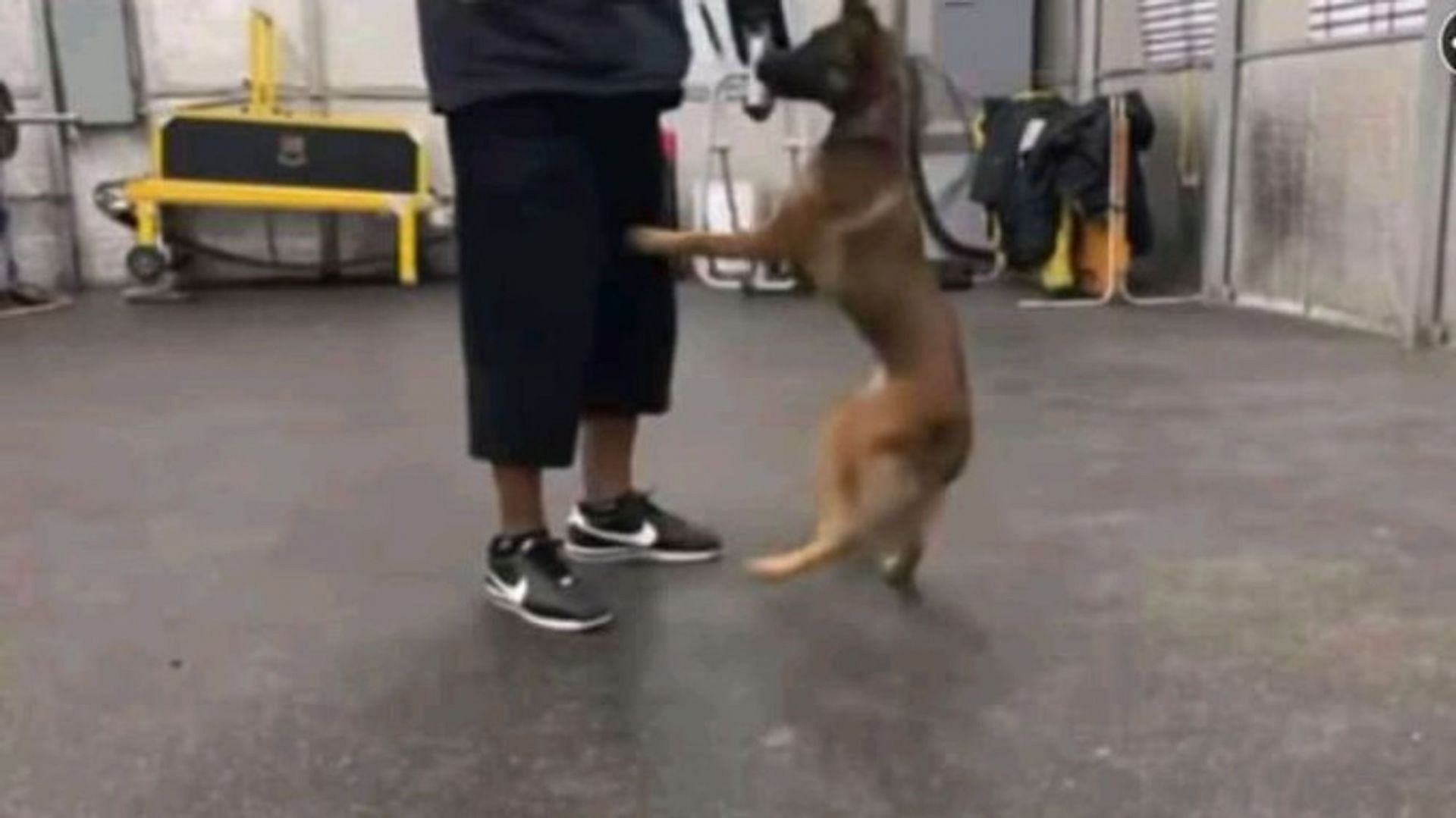 trainer cruelty free