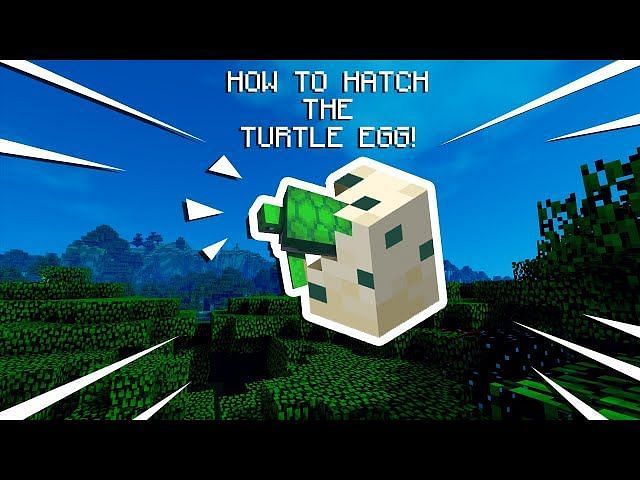 How To Breed And Hatch Turtle Eggs In Minecraft
