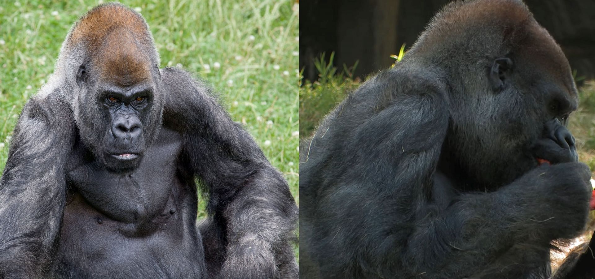 Ozzie the Gorilla dies: Tributes pour in as world's oldest male gorilla ...