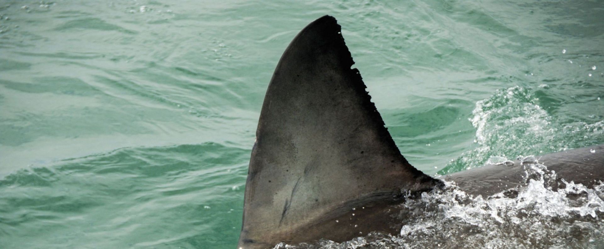 Sydney Shark Attack Video Swimmer Dies After Being Eaten By Predator In Viral Little Bay Footage