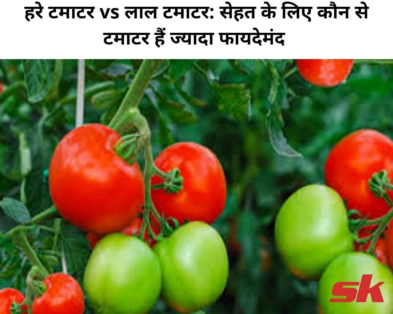 हरे टमाटर vs लाल टमाटर: सेहत के लिए कौन से टमाटर हैं ज्यादा फायदेमंद  (फोटो - sportskeeda hindi)