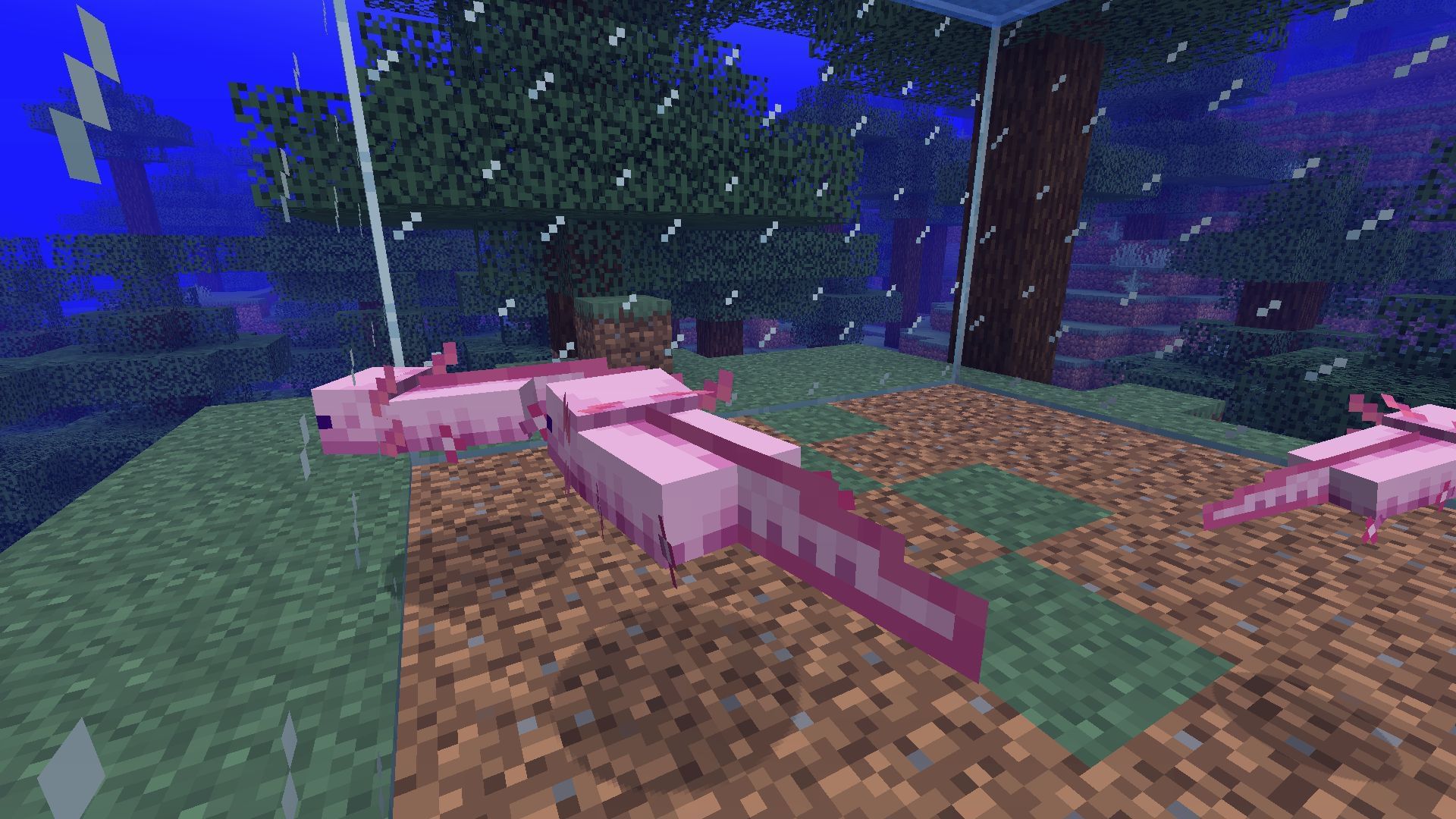 Blue Axolotl in Minecraft How to get it, breeding tips, and more