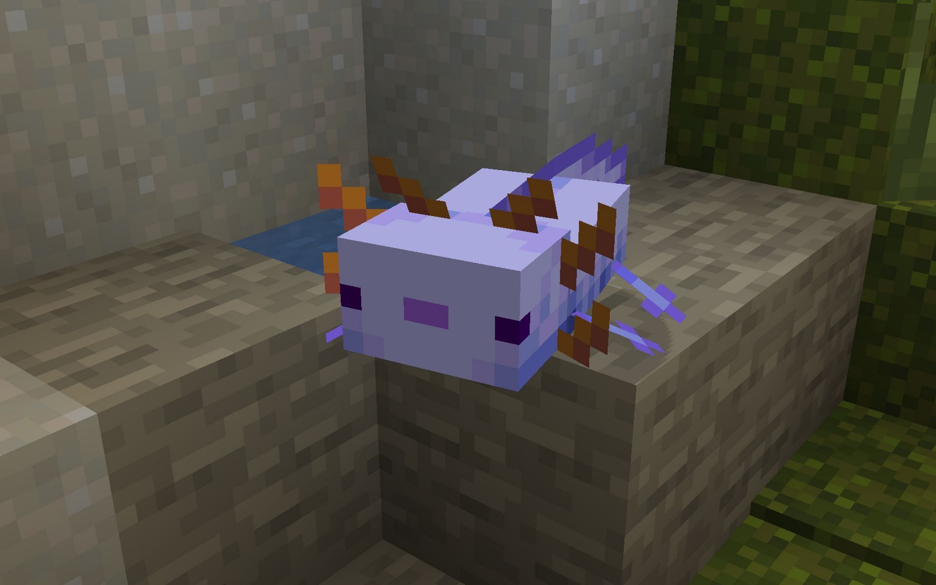 How to get the rare axolotl in minecraft