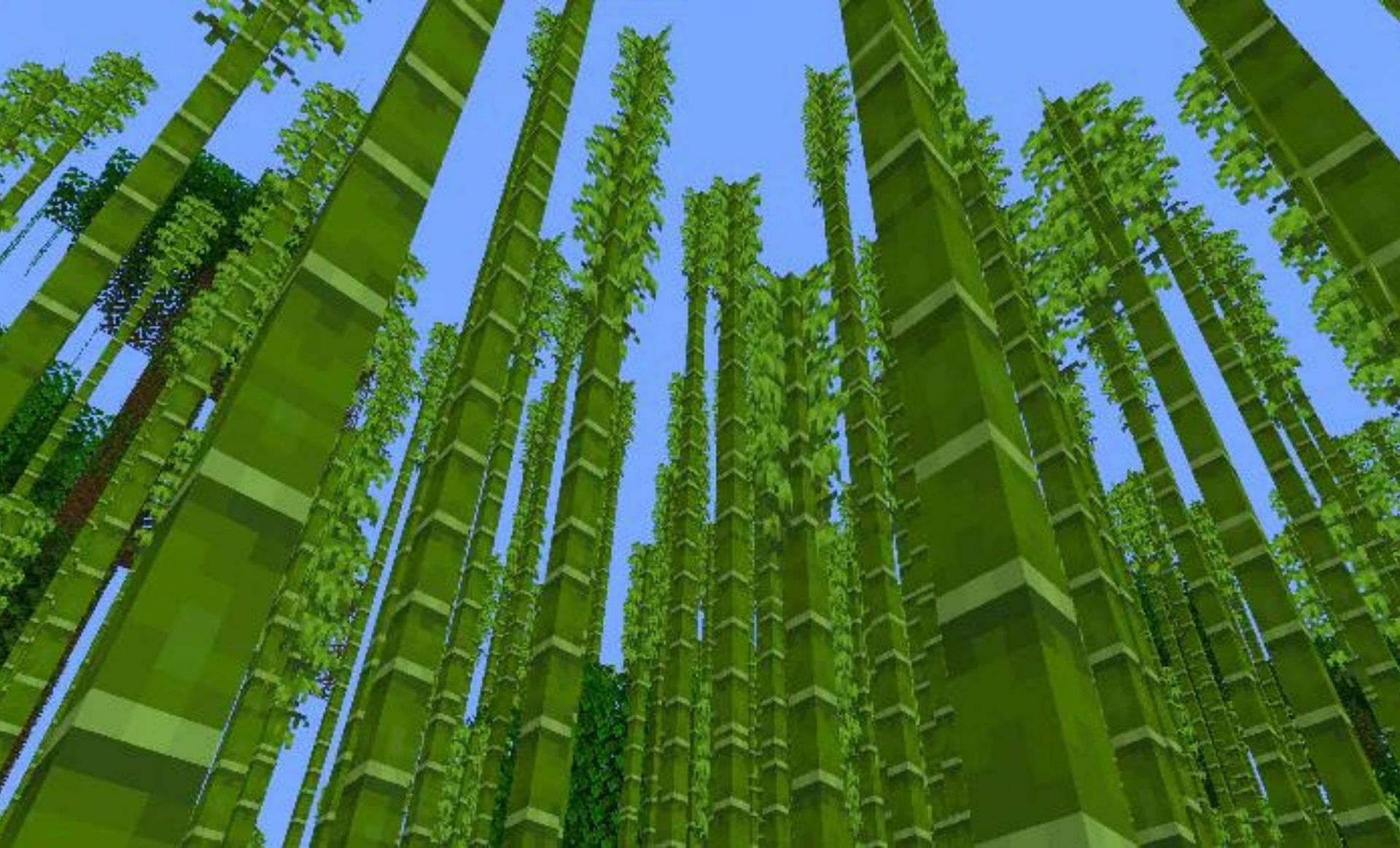 Bamboo trees (Image via Mojang)