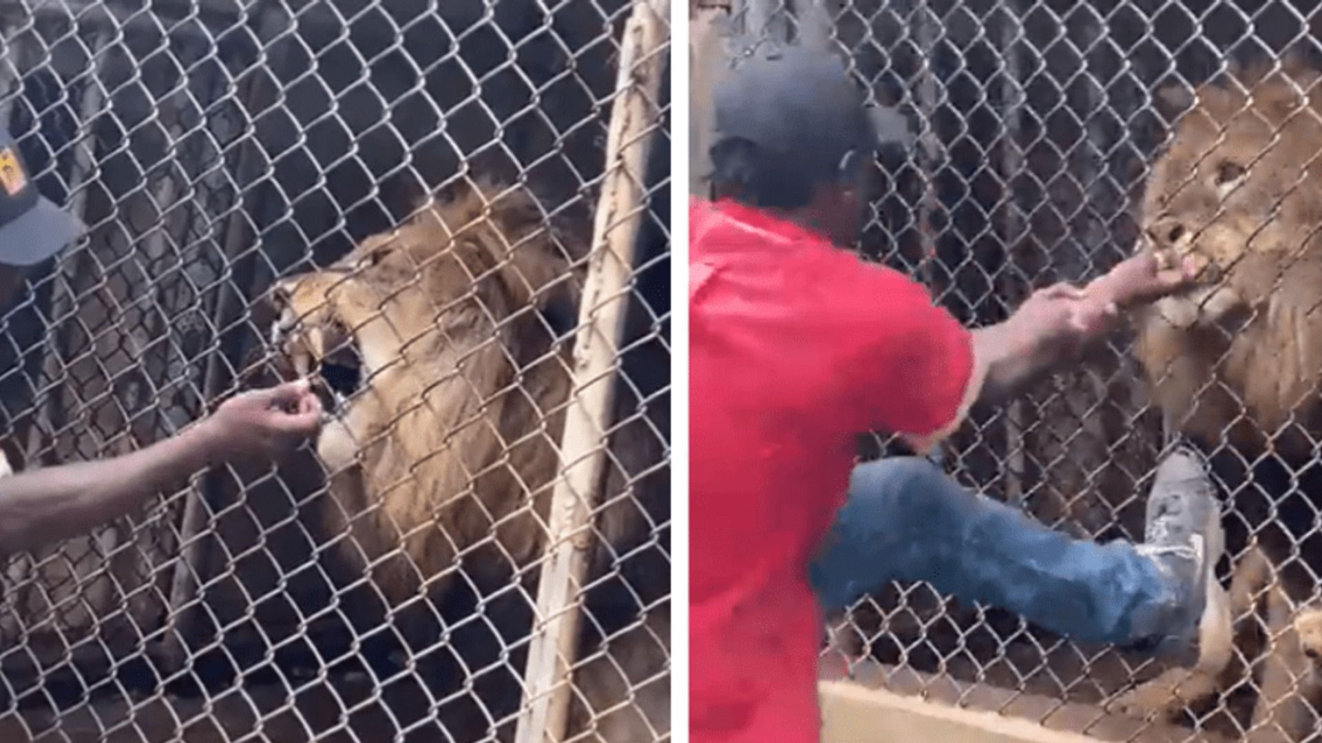 Lion bites off man's finger in viral Jamaican Zoo video