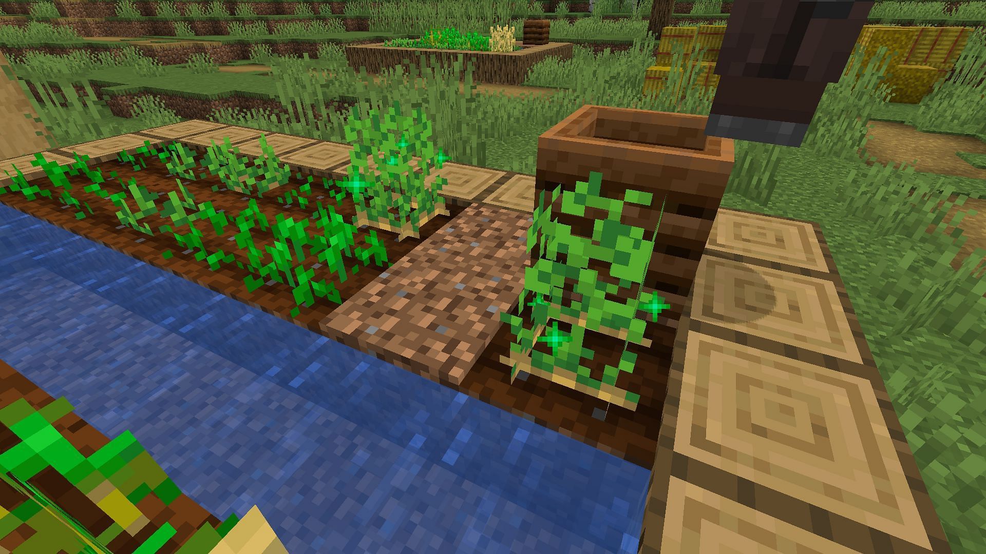 A village farm with potatoes growing (Image via Minecraft)