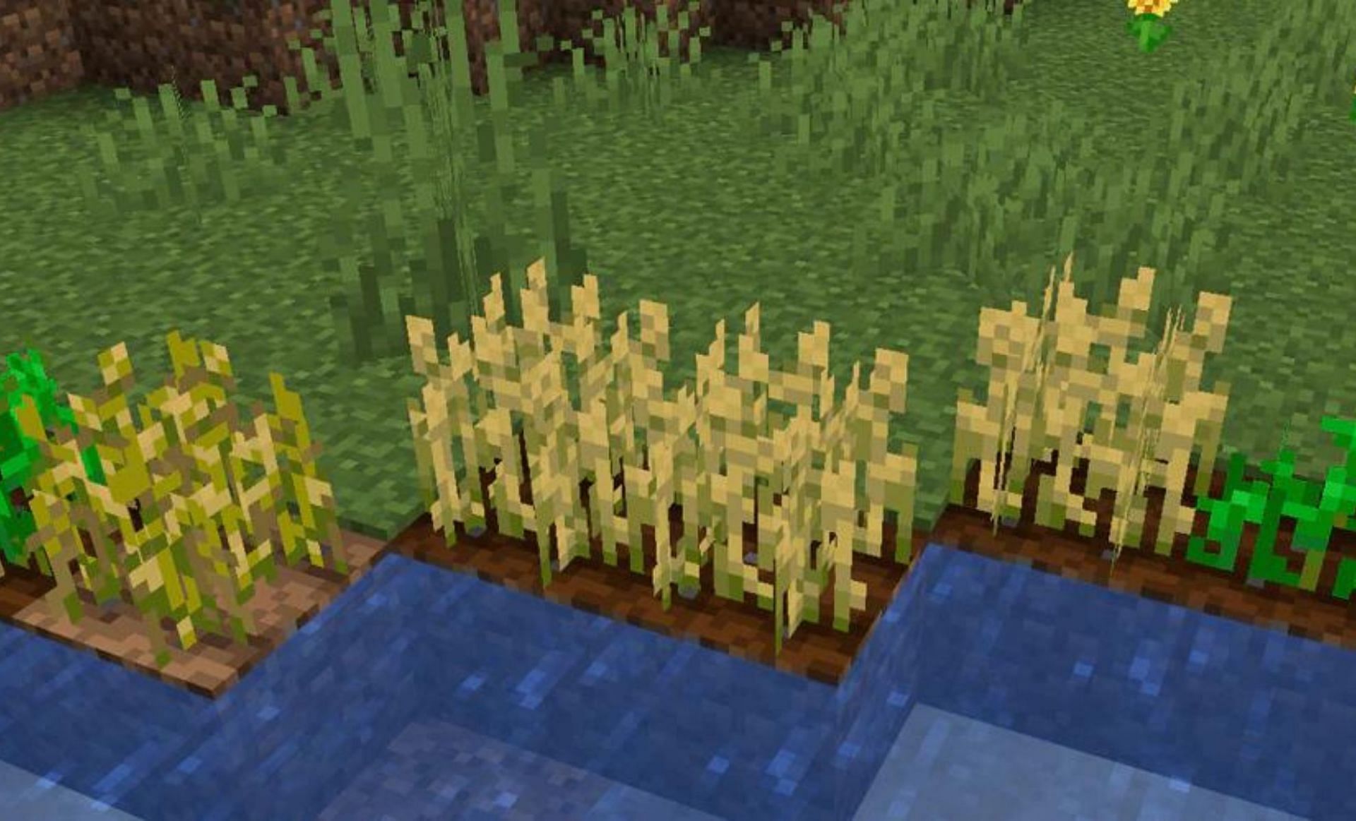 Easiest Wheat Farm Designs To Build In Minecraft