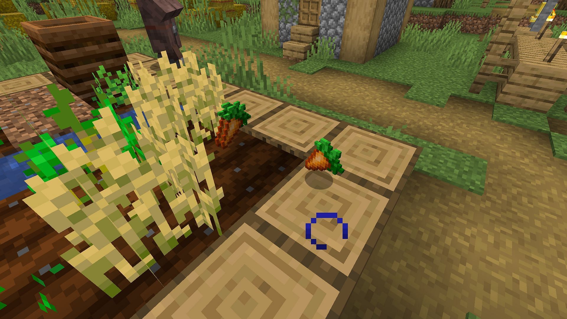 A carrot farm in a village in Minecraft (Image via Minecraft)