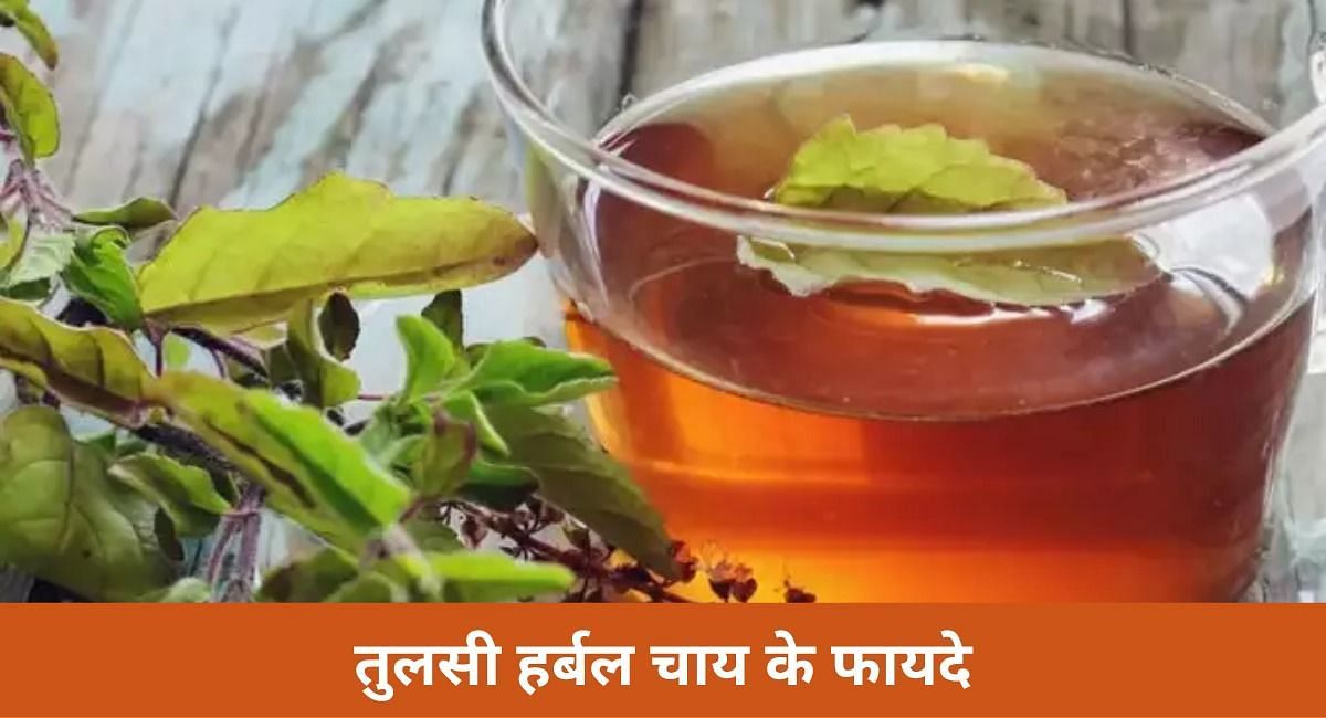 ये है तुलसी हर्बल चाय के बेमिसाल फायदे