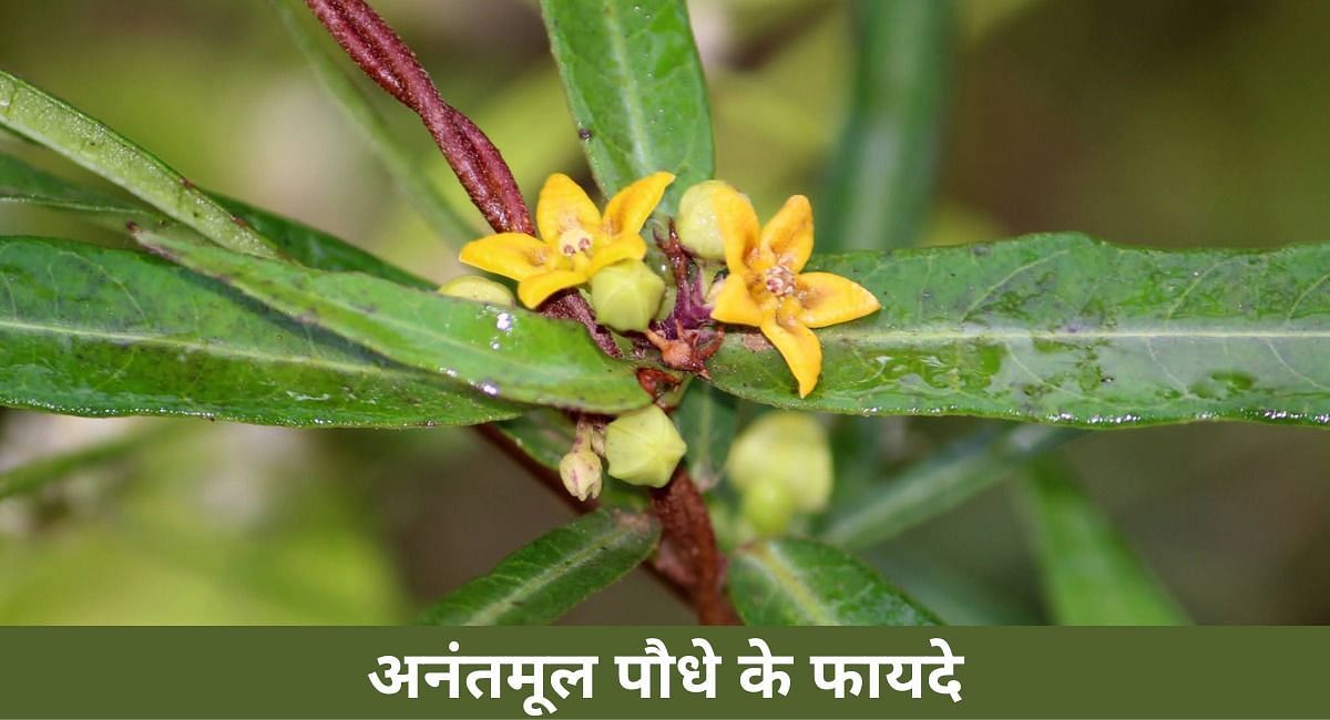 अनंतमूल पौधे के फायदे(फोटो-Sportskeeda hindi)