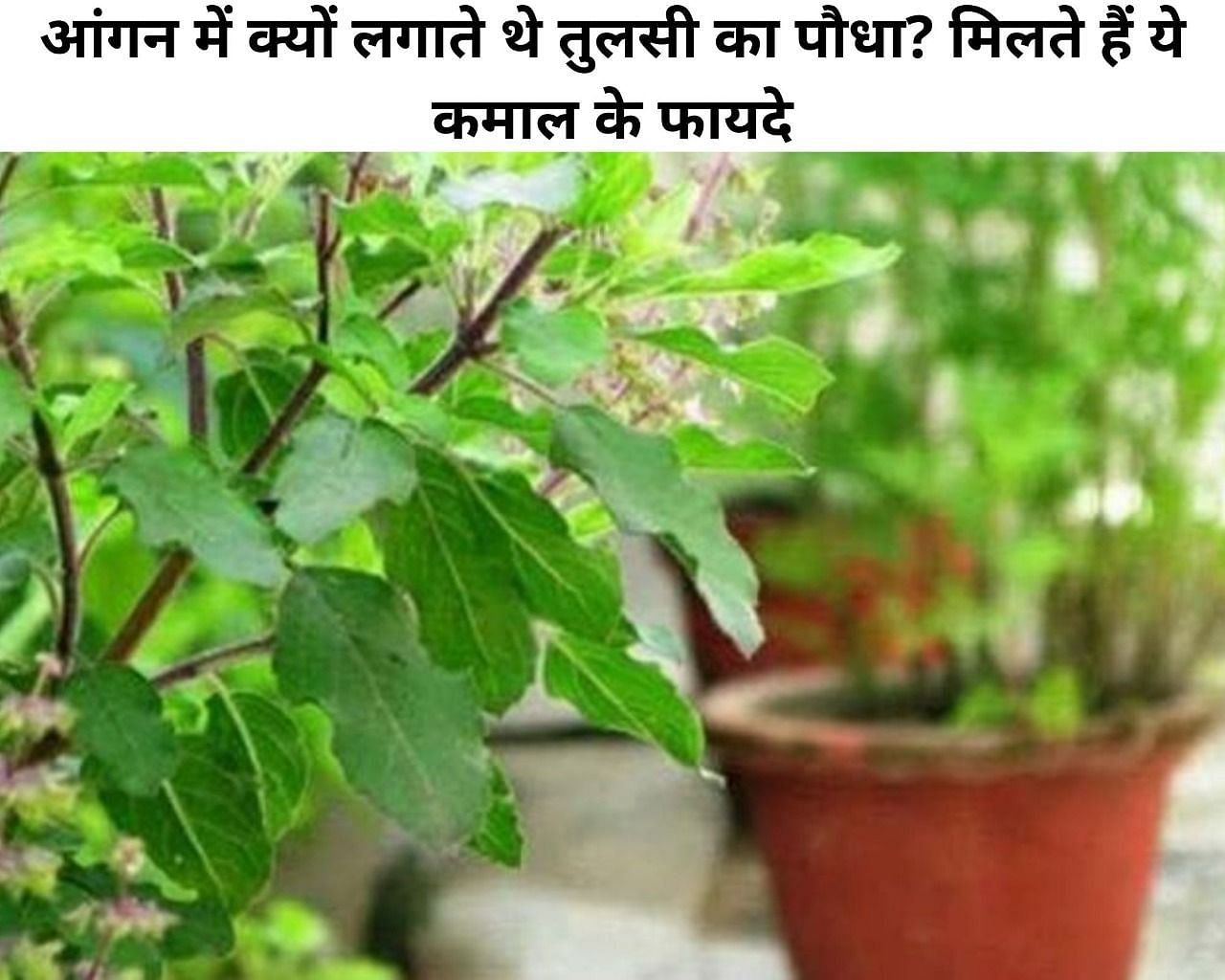 आंगन में क्यों लगाते थे तुलसी का पौधा? मिलते हैं ये कमाल के फायदे (फोटो - sportskeeda hindi)