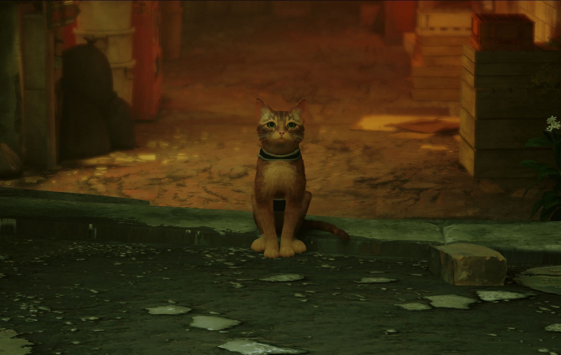 Meet Lala, the voice actor behind the feline protagonist in Stray