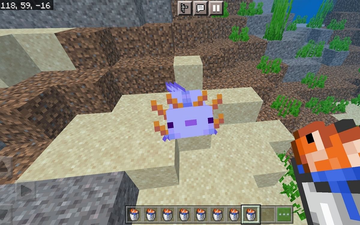 How To Summon A Blue Axolotl In Minecraft Pe 1 19 Update