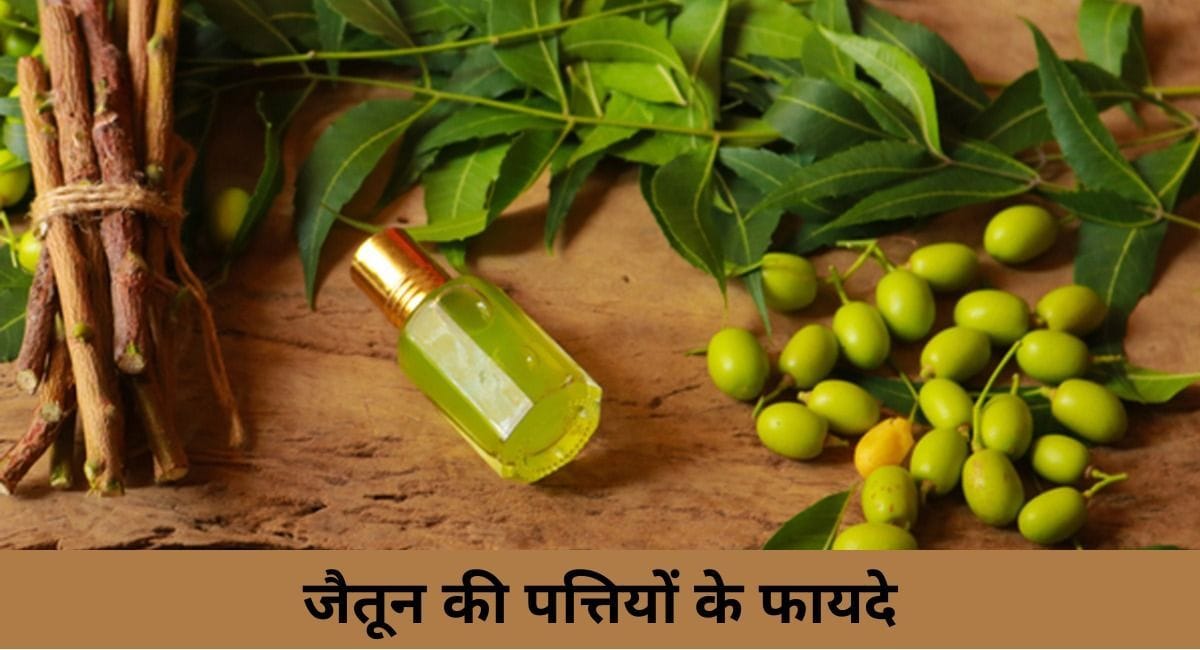जैतून की पत्तियों के 6 फायदेBenefits of olive leaves in hindi
