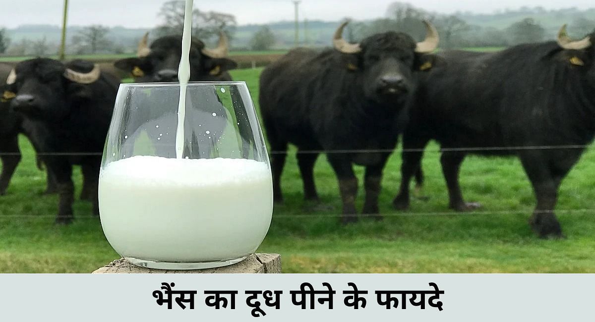 भैंस का दूध पीने के फायदे(फोटो-Sportskeeda hindi)