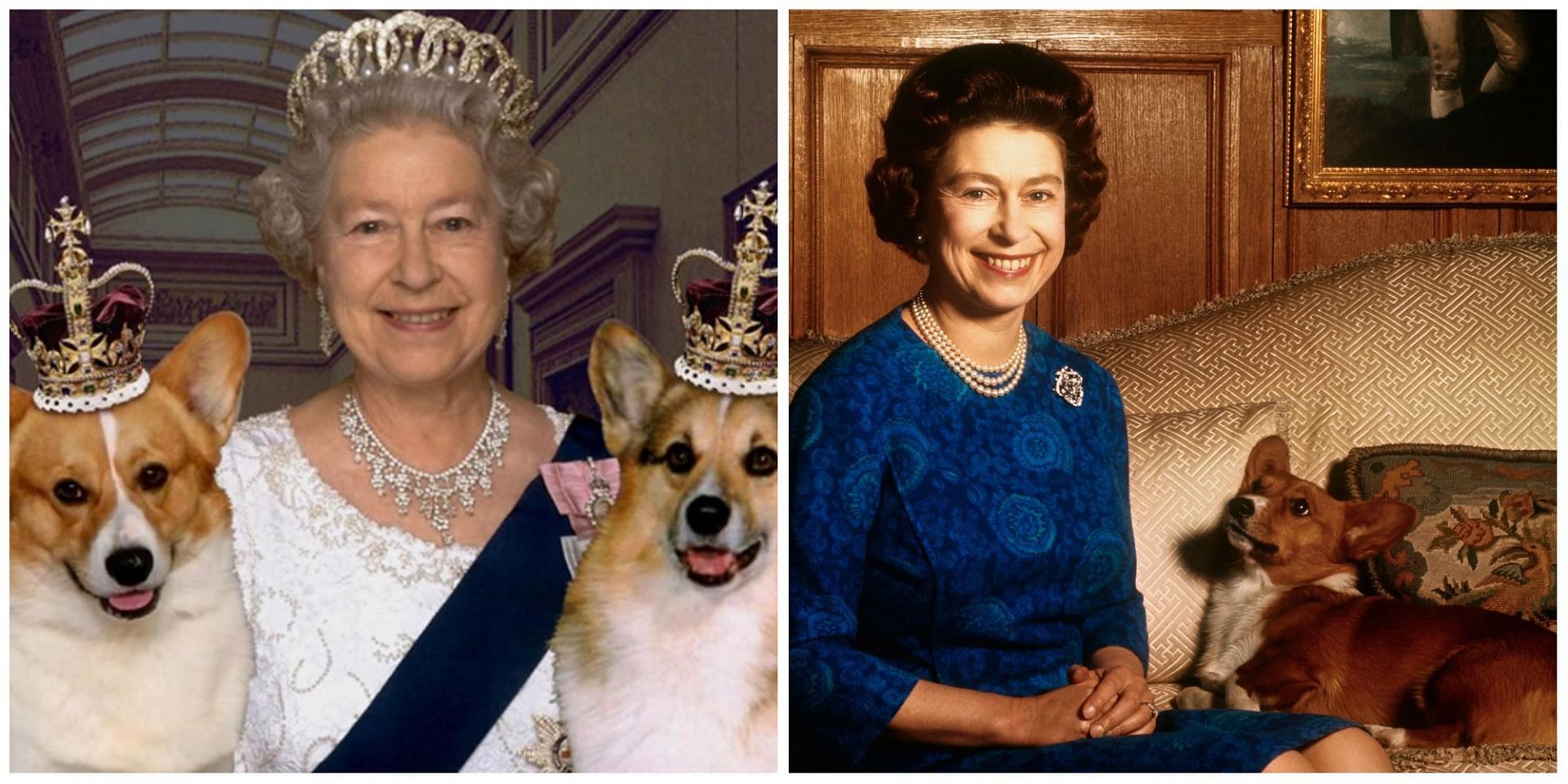 how many dogs does queen elizabeth own