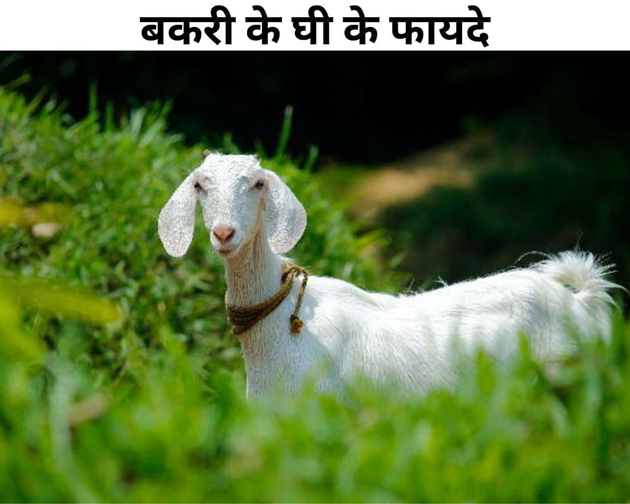 बकरी के घी के फायदे  (फोटो - sportskeeda hindi)