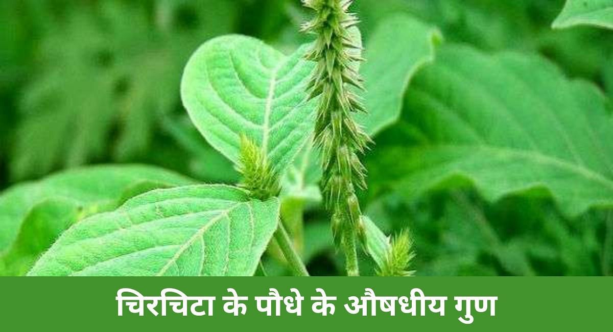 चिरचिटा के पौधे के औषधीय गुण (फोटो-Sportskeeda hindi)