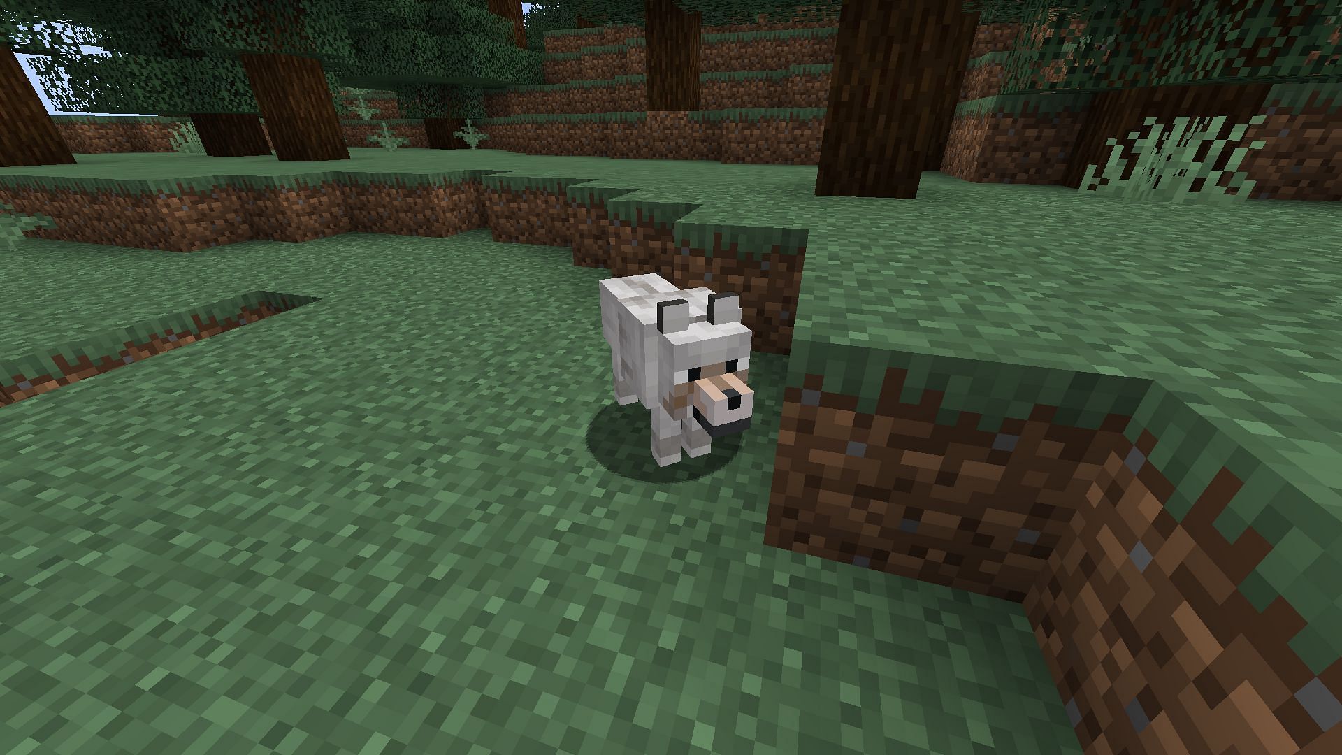 Wolves can heal and even enter breeding mode when rotten flesh is fed to them (Image via Mojang)
