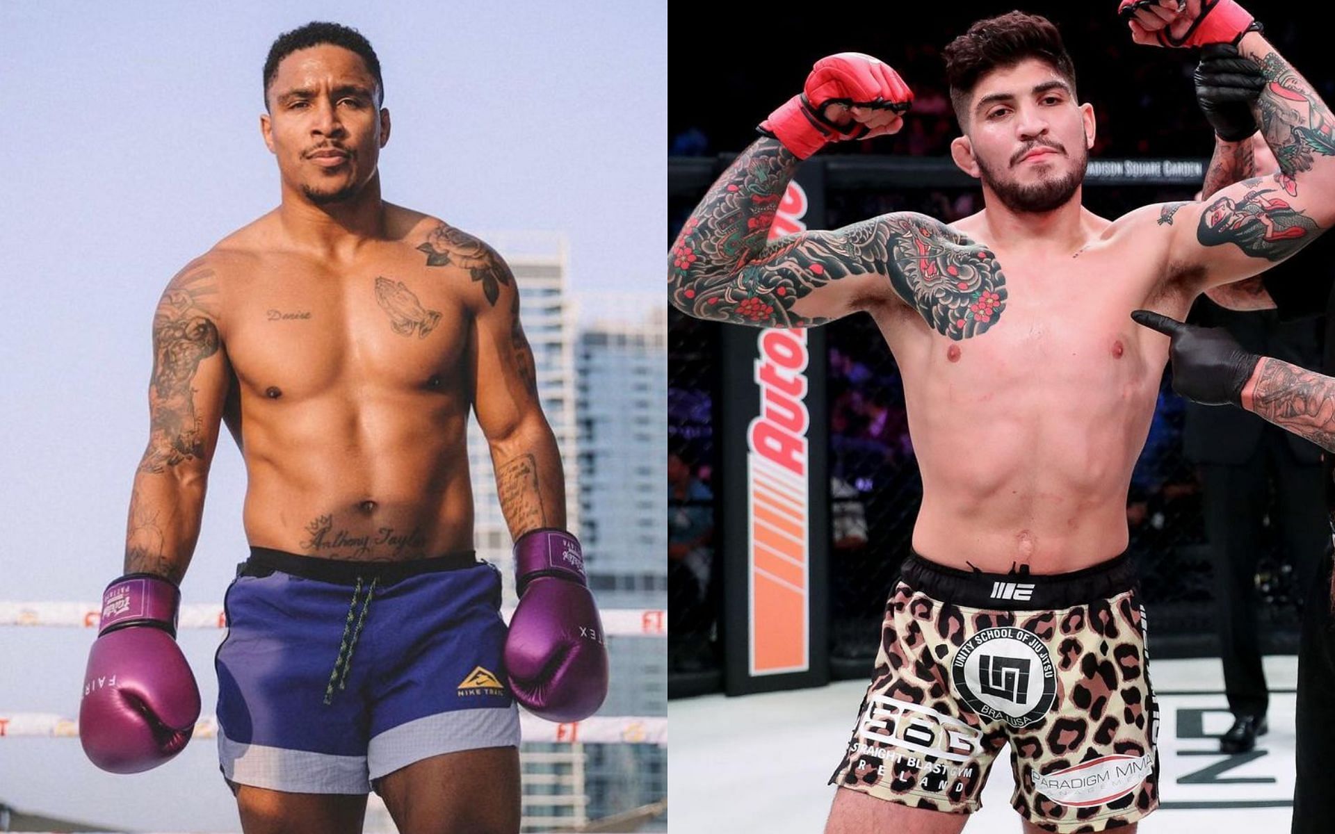 What Is The Boxing Record Of Anthony Taylor The Mma Fighter Who Punched Dillon Danis