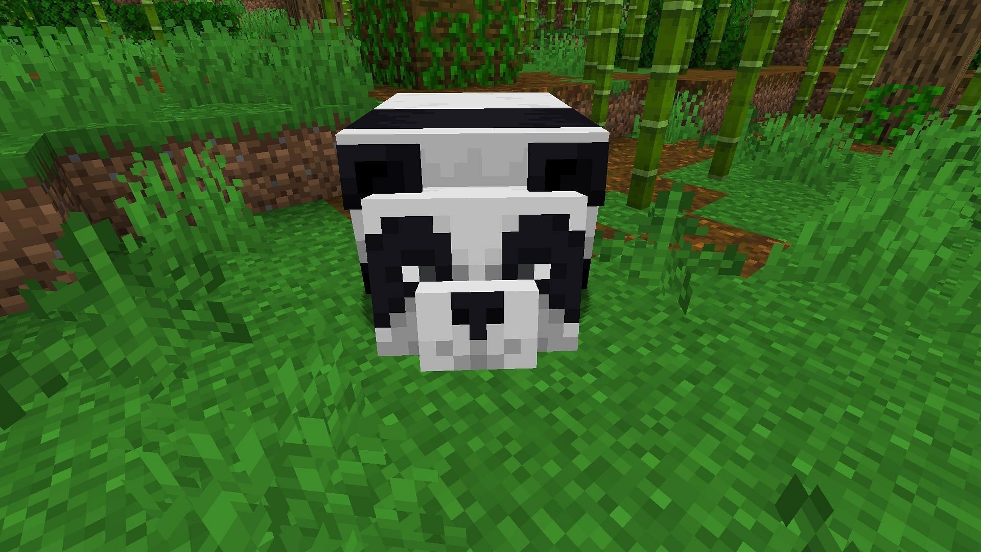 Pandas are extremely cute in Minecraft but are slightly rare to find (Image via Minecraft Fandom Wiki)