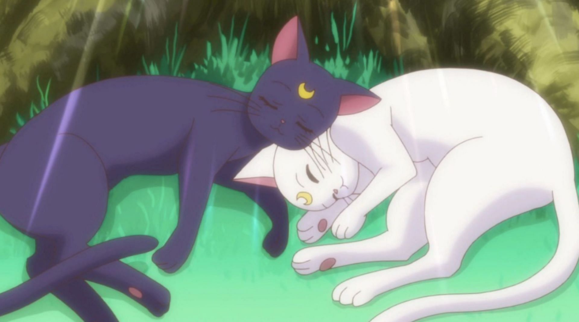 Sleeping Luna and Artemis (Image via Toei Animation)